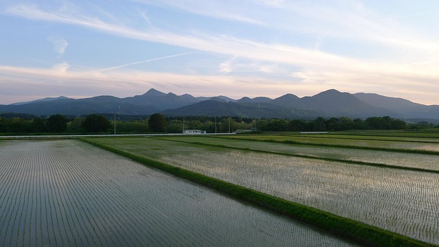 稲穂の写真